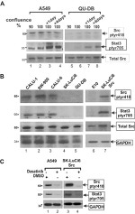 Phospho-SRC (Tyr419) Antibody in Western Blot (WB)