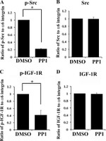 Phospho-SRC (Tyr419) Antibody in Western Blot (WB)