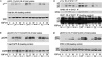 Phospho-SRC (Tyr419) Antibody in Western Blot (WB)