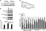Phospho-SRC (Tyr419) Antibody in Western Blot (WB)