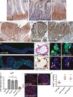 Phospho-SRC (Tyr419) Antibody in Immunohistochemistry (IHC)