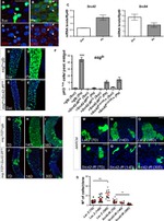 Phospho-SRC (Tyr419) Antibody in Immunohistochemistry (IHC)