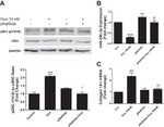 Phospho-SRC (Tyr419) Antibody in Western Blot (WB)