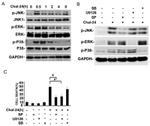 Phospho-JNK1/JNK2 (Thr183, Tyr185) Antibody in Western Blot (WB)