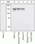 Phospho-ASAP2 (Tyr724) Polyclonal Antibody