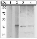 Phospho-I-kappa-B-alpha (Ser32) Antibody in Western Blot (WB)