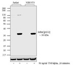 Phospho-I-kappa-B-alpha (Ser32) Antibody in Western Blot (WB)