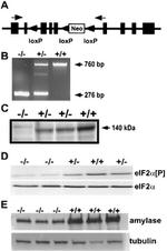 Phospho-EIF2S1 (Ser52) Antibody in Western Blot (WB)