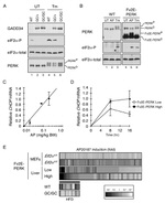 Phospho-EIF2S1 (Ser52) Antibody in Western Blot (WB)
