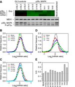 Phospho-EIF2S1 (Ser52) Antibody in Western Blot (WB)