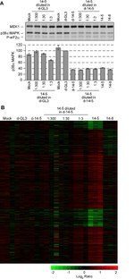 Phospho-EIF2S1 (Ser52) Antibody in Western Blot (WB)