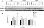 Phospho-EIF2S1 (Ser52) Antibody in Western Blot (WB)
