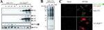 Phospho-EIF2S1 (Ser52) Antibody in Western Blot (WB)