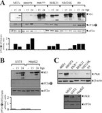 Phospho-EIF2S1 (Ser52) Antibody in Western Blot (WB)