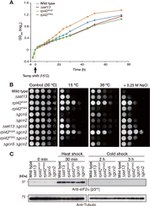 Phospho-EIF2S1 (Ser52) Antibody in Western Blot (WB)