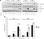 Phospho-EIF2S1 (Ser52) Antibody in Western Blot (WB)