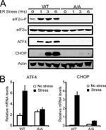 Phospho-EIF2S1 (Ser52) Antibody in Western Blot (WB)
