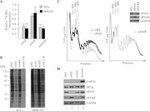 Phospho-EIF2S1 (Ser52) Antibody in Western Blot (WB)