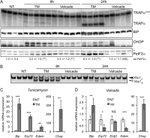 Phospho-EIF2S1 (Ser52) Antibody in Western Blot (WB)