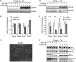 Phospho-EIF2S1 (Ser52) Antibody in Western Blot (WB)
