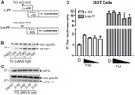 Phospho-EIF2S1 (Ser52) Antibody in Western Blot (WB)