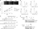 Phospho-EIF2S1 (Ser52) Antibody in Western Blot (WB)