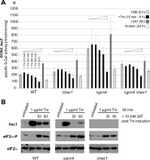 Phospho-EIF2S1 (Ser52) Antibody in Western Blot (WB)