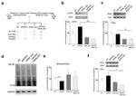 Phospho-EIF2S1 (Ser52) Antibody in Western Blot (WB)