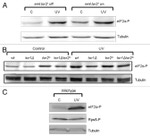 Phospho-EIF2S1 (Ser52) Antibody in Western Blot (WB)