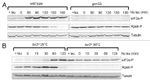 Phospho-EIF2S1 (Ser52) Antibody in Western Blot (WB)