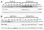 Phospho-EIF2S1 (Ser52) Antibody in Western Blot (WB)