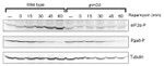 Phospho-EIF2S1 (Ser52) Antibody in Western Blot (WB)