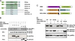 Phospho-EIF2S1 (Ser52) Antibody in Western Blot (WB)