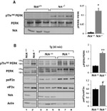 Phospho-EIF2S1 (Ser52) Antibody in Western Blot (WB)