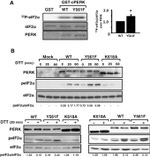 Phospho-EIF2S1 (Ser52) Antibody in Western Blot (WB)