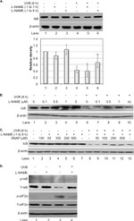 Phospho-EIF2S1 (Ser52) Antibody in Western Blot (WB)