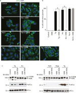 Phospho-EIF2S1 (Ser52) Antibody in Western Blot (WB)