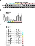Phospho-EIF2S1 (Ser52) Antibody in Western Blot (WB)
