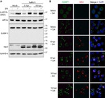 Phospho-EIF2S1 (Ser52) Antibody in Western Blot (WB)