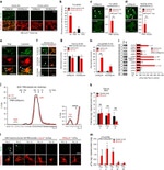 Phospho-Tau (Ser409) Antibody in Western Blot (WB)