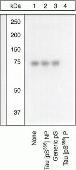Phospho-Tau (Ser356) Antibody in Western Blot (WB)