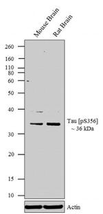 Phospho-Tau (Ser356) Antibody in Western Blot (WB)