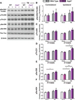 Phospho-Tau (Thr231) Antibody in Western Blot (WB)