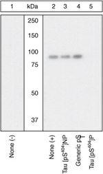 Phospho-Tau (Ser404) Antibody in Western Blot (WB)