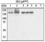 Phospho-IRS1 (Ser307) Polyclonal Antibody