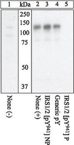 Phospho-IRS1 (Tyr941) Antibody in Western Blot (WB)
