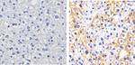 Phospho-c-Met (Tyr1003) Polyclonal Antibody
