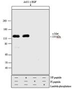 Phospho-c-Met (Tyr1234, Tyr1235) Polyclonal Antibody