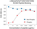 Phospho-c-Met (Tyr1230, Tyr1234, Tyr1235) Antibody