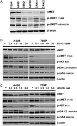 Phospho-c-Met (Tyr1349) Antibody in Western Blot (WB)